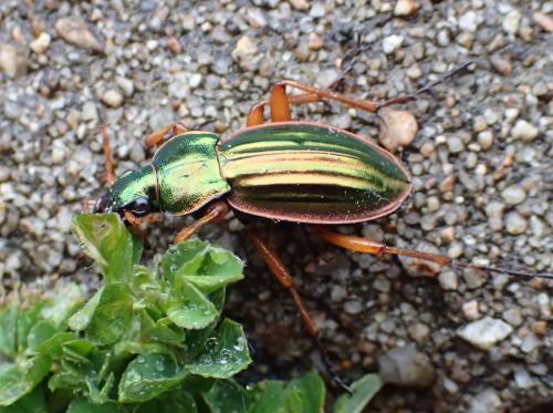 Carabus auratus